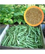 Beans. White Greasy Pole Beans Non-Gmo. Heirloom. Organic. Amish - £11.54 GBP