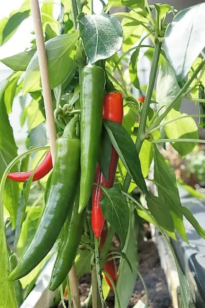 25 Organic Korean Dark Green Pepper Lady Han Hot Chili Long Red Capsicum Seeds F - £7.07 GBP
