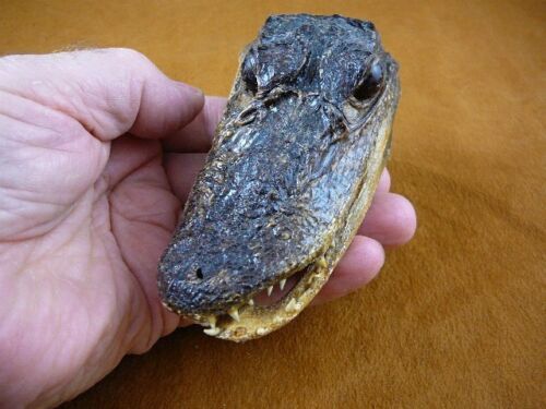 Primary image for G-Def-250) 4-1/8" Deformed Gator ALLIGATOR HEAD jaw teeth TAXIDERMY weird gators