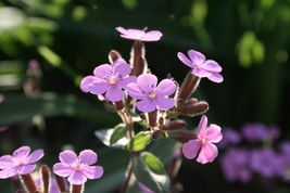 HT 105 Seeds Soapwort Bouncing Bet Pink Cowcockle Groco Garden Seeds - $186.58 MXN