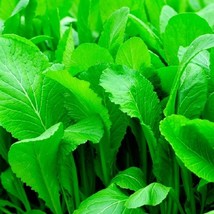 SRN Florida Broadleaf Mustard Seeds Non-Gmo Mustard Seeds Heirloom Garden - $8.95