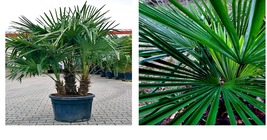 Windmill Fan Palm Tree 10 Seeds Trachycarpus Fortunei Most Cold Hardy Palm Plant - £15.97 GBP