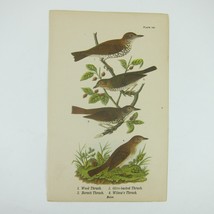 Bird Lithograph Print Wood Thrush, Hermit Thrush, Wilson&#39;s Thrush Antique 1890 - £15.79 GBP