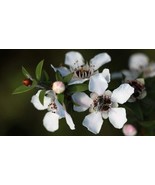 Pure Manuka Essential Oil 50ml, concentrated 100%  Pure - $372.07 MXN