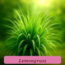 200+ Lemongrass Seeds Mosquito Repellent Heirloom Lemon Grass Non-Gmo Or... - $4.14
