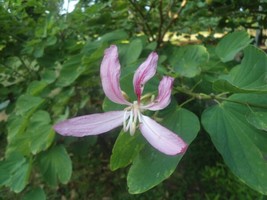 White Orchid Tree Bauhinia Purpurea Alba 10 Seeds Garden USA Seeds - $8.00