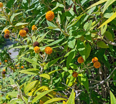 Globosa Orange Ball Tree 20 Seeds 100 Seeds Per Pack - Exclusive Offer - $358.71 MXN