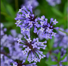  BLUE SURPRISE WOODRUFF ASPERULA  Herb Flower 20 Seeds - $9.99