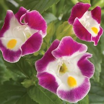 Bin#1R8D1 Torenia Seeds Torenia Little Kiss Burgundy 50 Pelleted Seeds Fresh Gar - $17.75