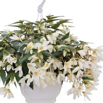 15 Pelleted Seeds Boliviensis Begonia F1 Groovy White Begonia Seeds - £23.92 GBP