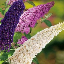 Butterfly Bush Giant Mix Buddleja Outdoor Perenial Flower Heirloom 50 Pu... - £4.77 GBP