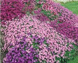 Creeping Thyme    4&quot; Ground Cover Perennial Non-Gmo 350+ Seeds! Ts - £5.14 GBP