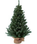  Miniature Pine Tree - £19.54 GBP