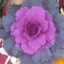 Flowering Cabbage 50 Seeds Pigeon Purple Flowering Kale Ornamental Kale Gardenin - $13.67