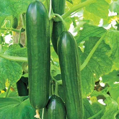 BStore 50 Ashley Long Cucumber Ct Vegetable Heirloom Non-Gmo Seeds Start... - £7.37 GBP