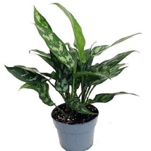 Maria Chinese Evergreen Plant Aglaonema Low Light 6 inch  Pot USA Fast S... - $53.96