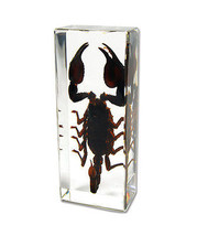 BLACK SCORPION Genuine INSECT Desktop Lucite Paperweight  Paper Weight  ... - £19.70 GBP