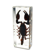 BLACK SCORPION Genuine INSECT Desktop Lucite Paperweight  Paper Weight  ... - £19.46 GBP