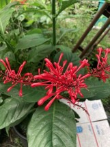 FIRE SPIKE RED Odontonema strictum Attracts Hummingbird And Butterflies 10” Tall - £7.93 GBP