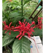 FIRE SPIKE RED Odontonema strictum Attracts Hummingbird And Butterflies ... - £7.74 GBP