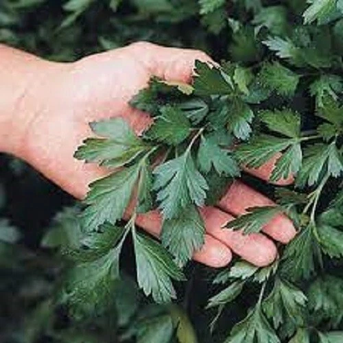 Giant Of Italy Parsley Organic Seed US Fast Shipping - $37.06 MXN