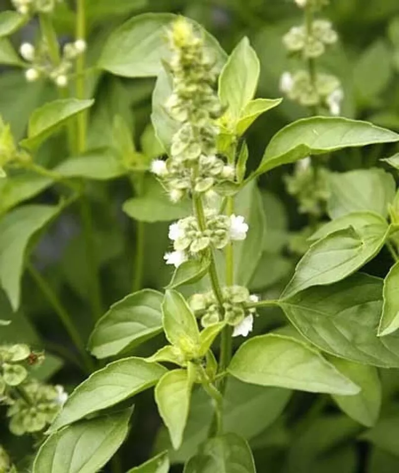 SYST 250 Seeds Lime Basil Hoary Basil Organic Seed Catalog Home Garden  - £7.19 GBP