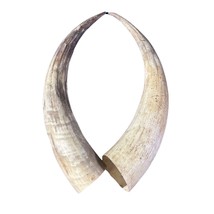 Watusi Horns Gorgeous Natural Cow Horn Set , 2 Natural Ox Horns (27&quot; long) - $229.05 CAD