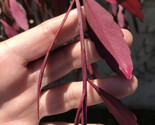 nice fresh cuts Pseudorhipsalis Rhipsalis Ramulosa Red Pick Qty - $19.80+