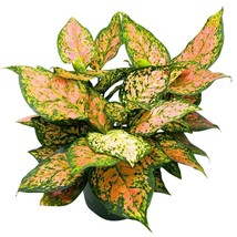 Aglaonema Pink Dalmatian 6 inch Chinese Evergreen Pink Beauty Lady Valentine - £29.72 GBP