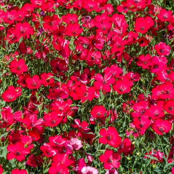 Scarlet Linum Flax Seeds Fresh Garden Seeds Fresh Seeds - $3.00