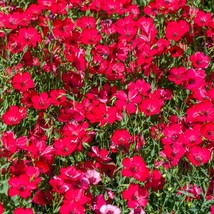 Scarlet Linum Flax Seeds Fresh Garden Seeds Fresh Seeds - £2.34 GBP