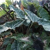 PLGE Calathea makoyana, Goeppertia makoyana live houseplant  in 3&quot; Pot - $19.00