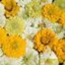 100 Seeds Zinnia LEMON MERINGUE Mix Flowers Pollinators Butterflies Love Non-GMO - £9.59 GBP