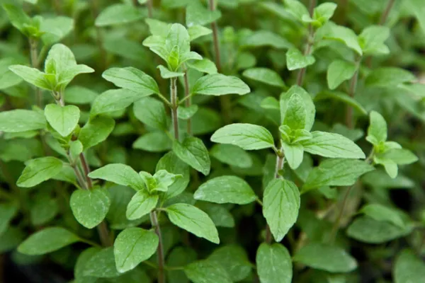 Oregano Common Italian 2000 Seeds Fresh Seeds - £6.45 GBP