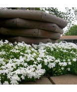 100 Snowflake Creeping Phlox Seeds - €8,67 EUR
