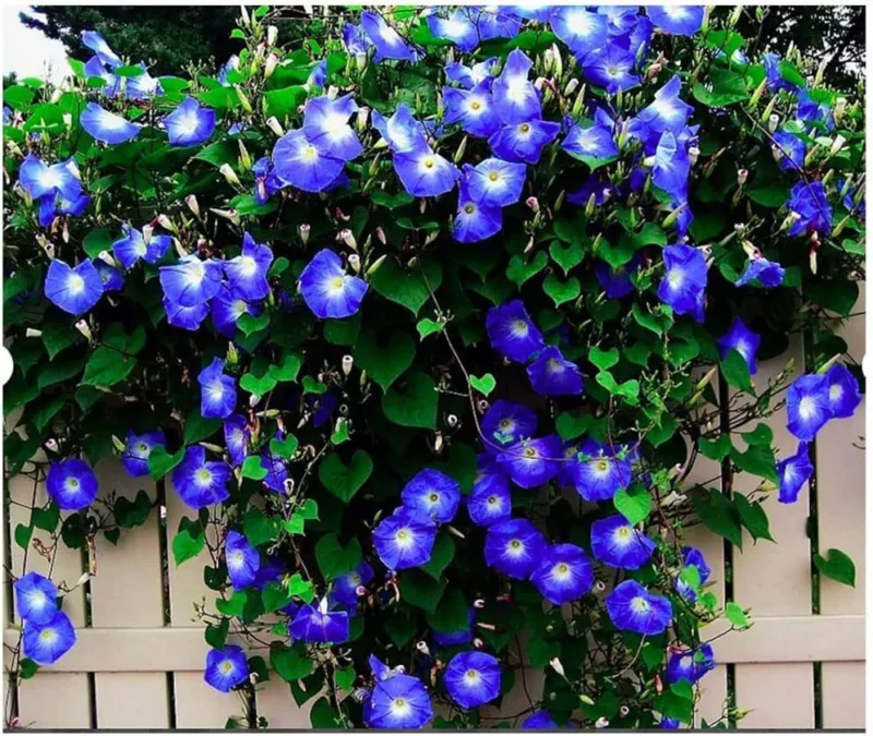 250 Heavenly Blue Morning Blooming Vine Seeds Wonderful Climbing Heirloom Vine - £15.70 GBP