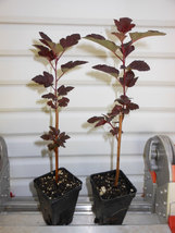 2 Crimson Diablo Ninebark Shrub 2.5" pot image 2