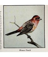 House Finch Bird Print 1931 Blue Book Birds Of America Animal Nature Art... - $19.99