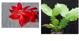Big Red Christmas Cactus Starter Plant Schlumbergera Truncata - £25.65 GBP