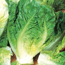 Little Gem Butterhead Lettuce Seeds, Tortoise Food, Cultivar, NON-GMO, FREE SHIP - £1.33 GBP+