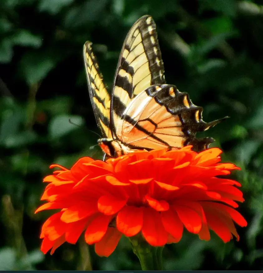 Zinnia ORANGE KING Double Songbirds Butterflies Hummingbirds 100 Seeds U... - £6.68 GBP