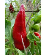 Aji Mirasol Colorado - $106.42 MXN