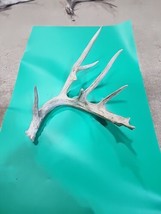 H7 Atypical Whitetail Deer Shed Antler - £46.70 GBP