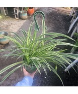 Spider Plant 6 Inch Pot - €22,03 EUR