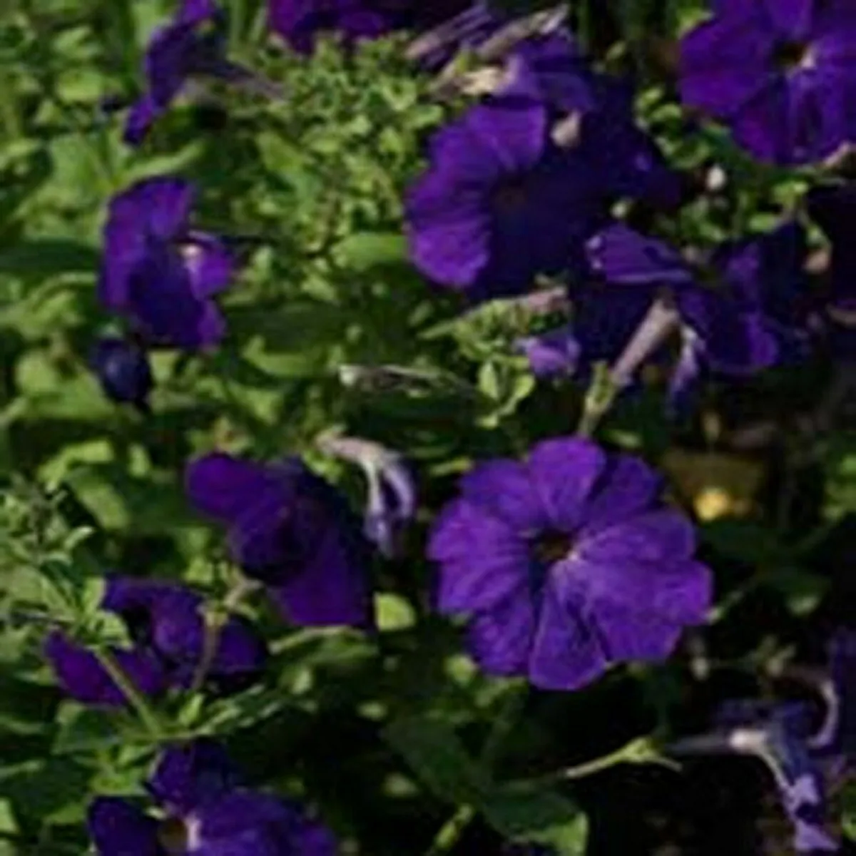 100 Seeds Petunia-Alderman - £6.27 GBP