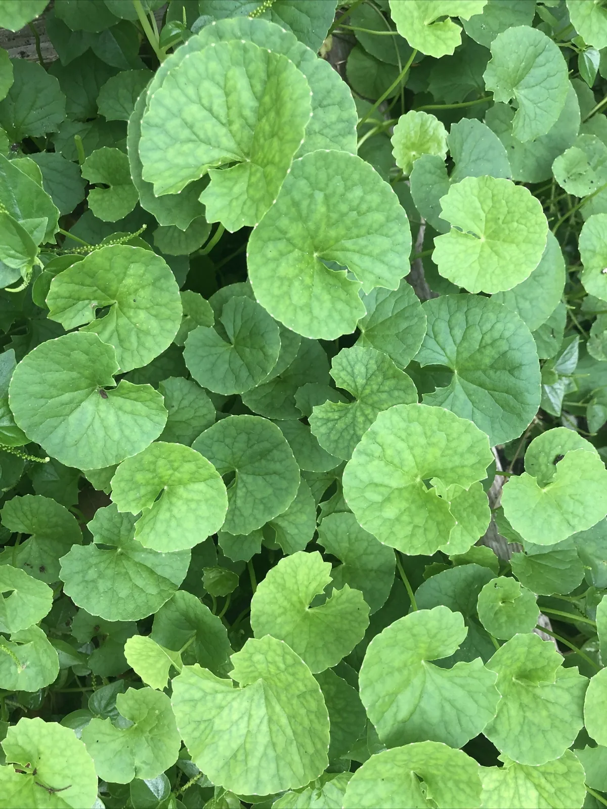 10 Plants Fresh Pennywort Gotu Kola Vietnamese Leaves Rau Ma Live Plants - $36.28 CAD