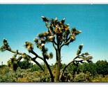 Joshua Tree In Bloom UNP Unused Chrome Postcard D21 - $1.93