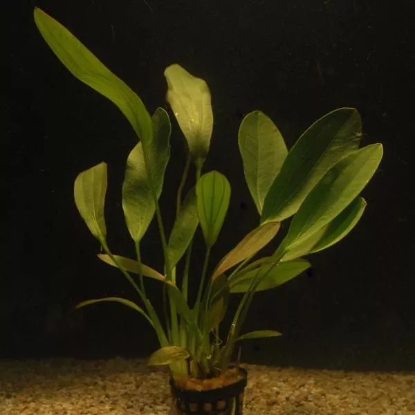 Live Aquarium Plants Amazon Sword Melon Osiris SMALL Easy - £15.28 GBP