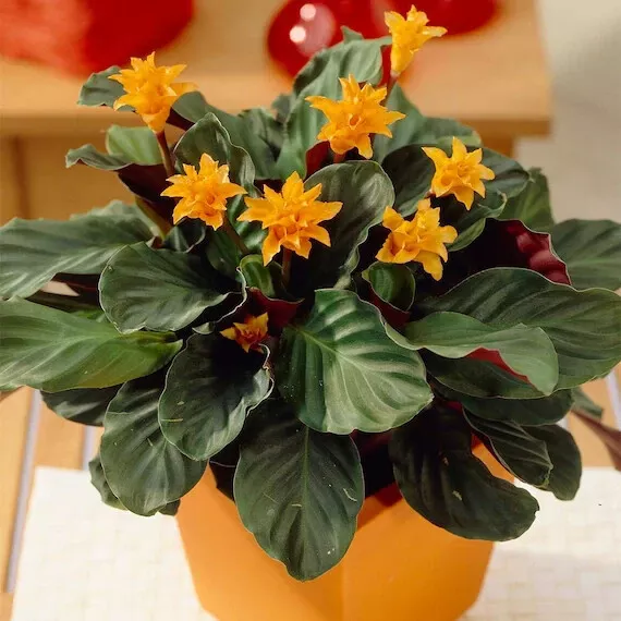 25+ Beautiful Eternal Flame Calathea Seeds for Garden Planting - €2,60 EUR