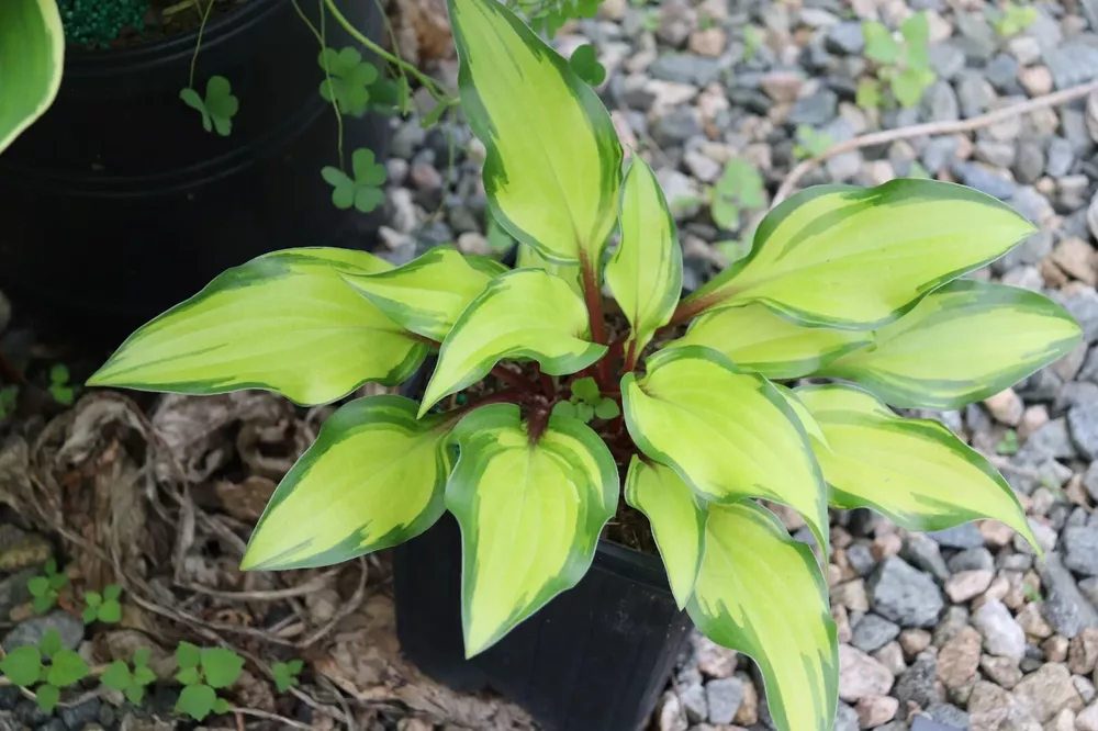 Hosta Pineapple Salsa Well Rooted 5.25 Inch Pot Plant Unique - $38.35